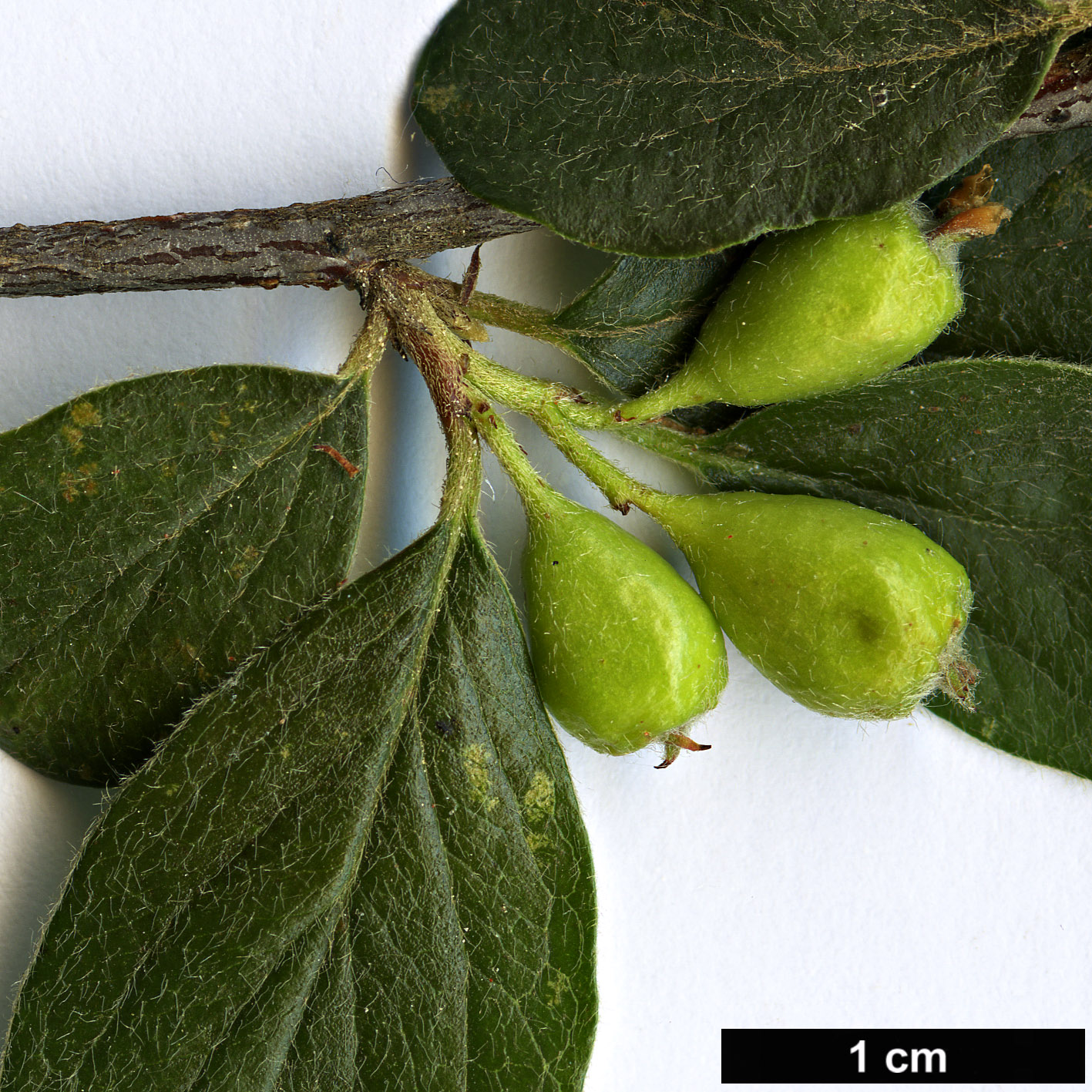High resolution image: Family: Rosaceae - Genus: Cotoneaster - Taxon: lacrimiformis